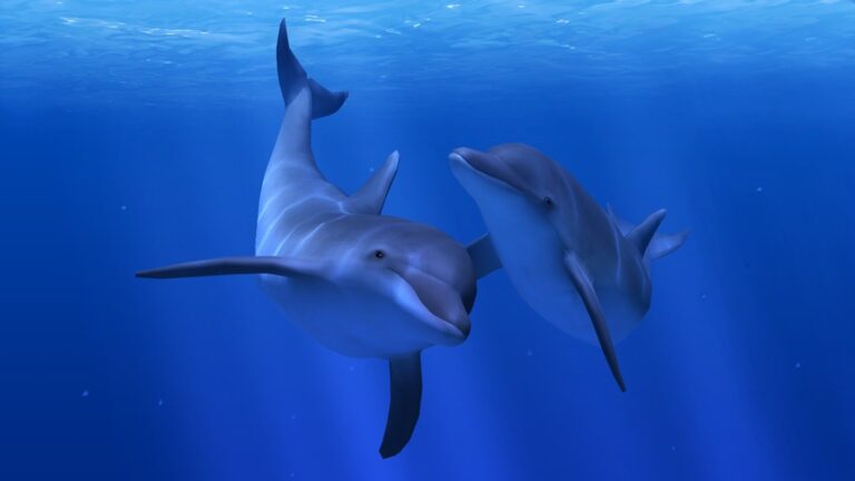 Bei Ocean Rift begegnet ihr auch Delfinen. (Foto: Llyr ap Cenydd)