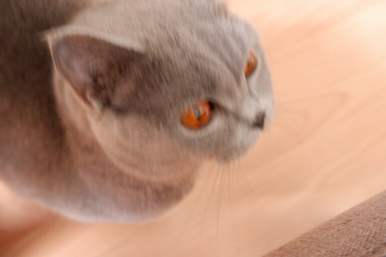 Unscharfes Katzenfoto: Hier bewegte sich "das Motiv" zu schnell für den Autofokus der Fuji X-A5.