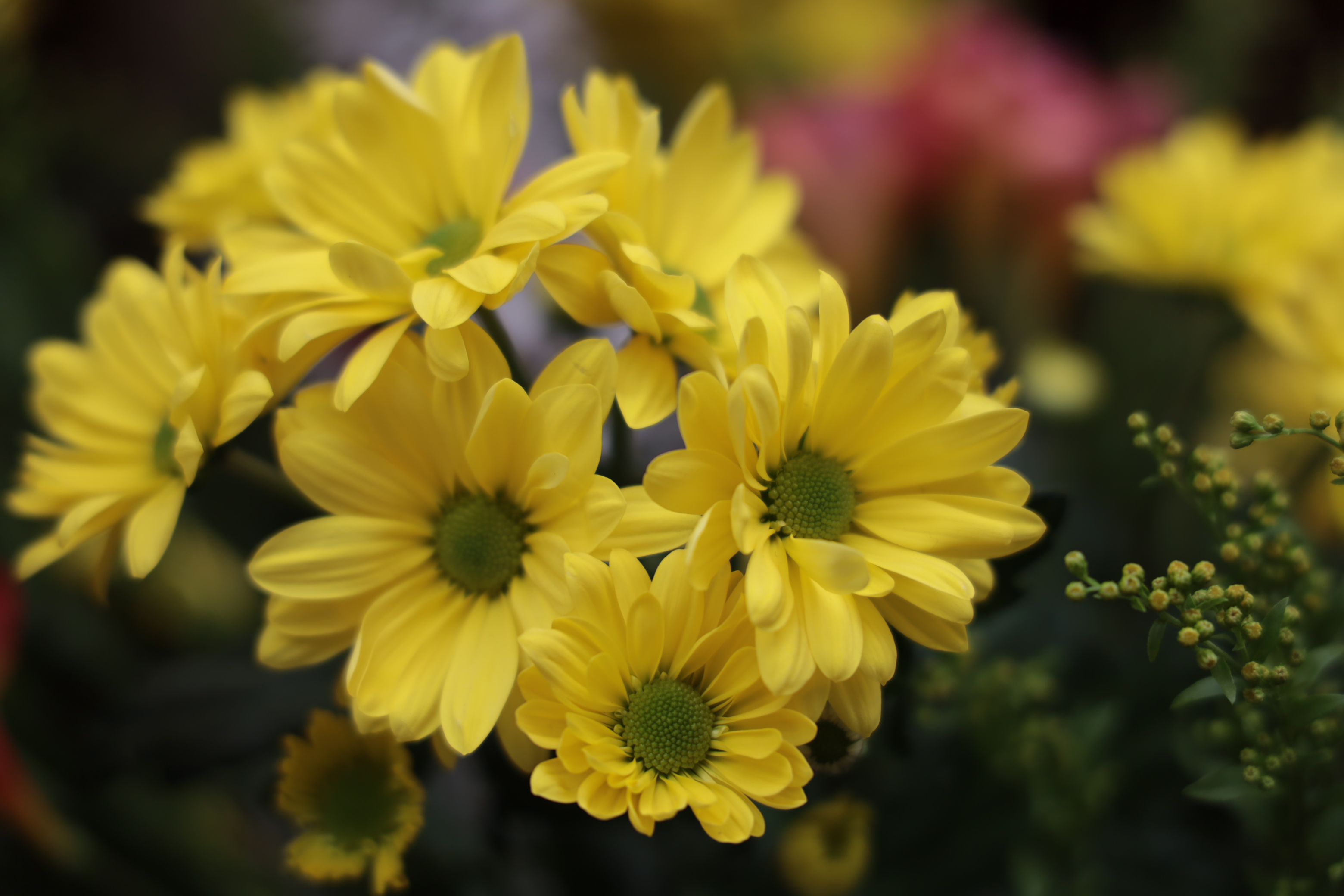 Blumen-Bouquet. Blende: 4.0, ISO 100, Verschlusszeit: 1/160s, Brennweite: 105mm