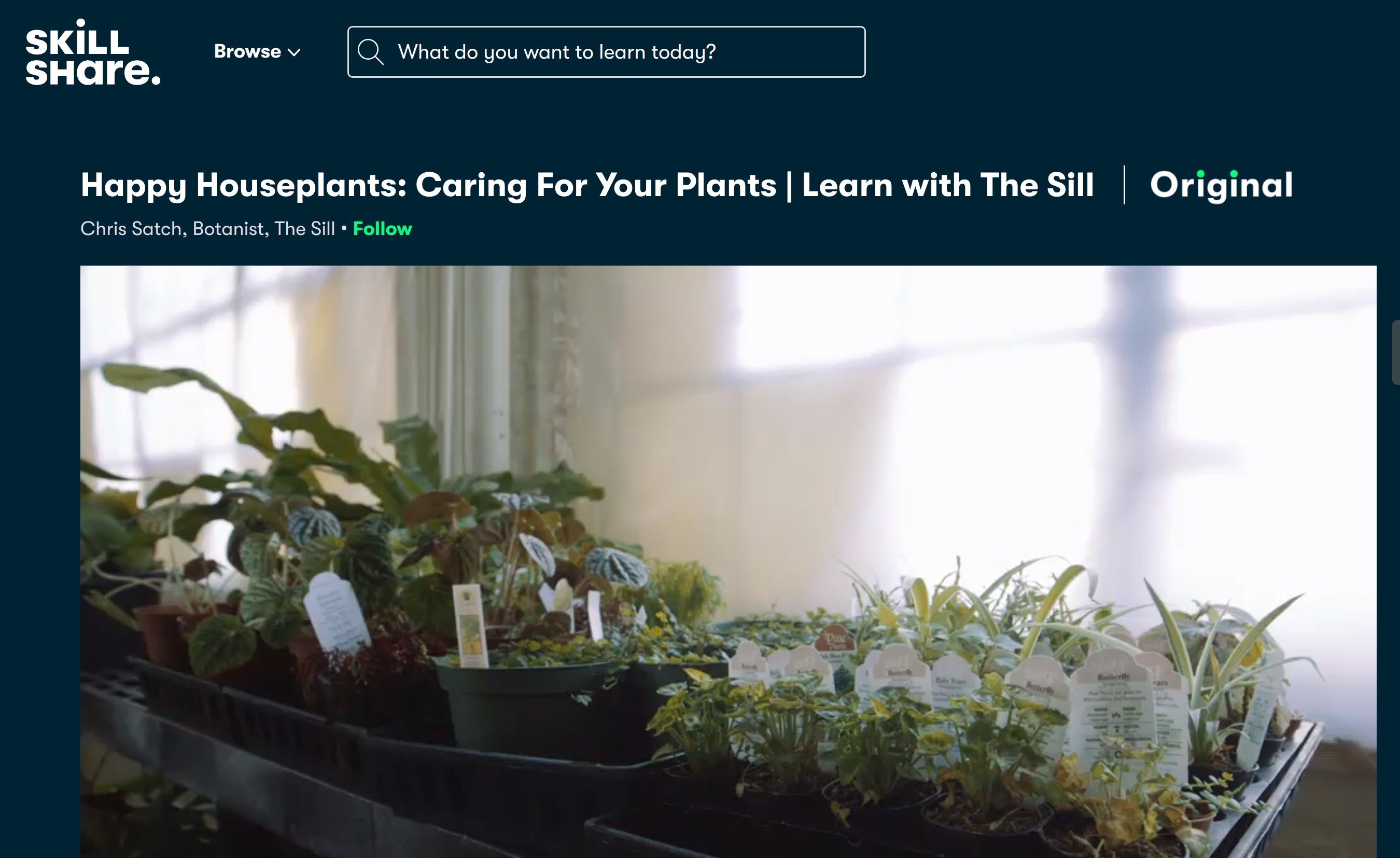 Ein Skillshare-Lernkurs über Pflanzen