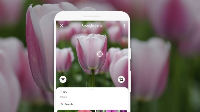 Pflanzen bestimmen per App: So schnell geht’s mit Google Lens und Co.