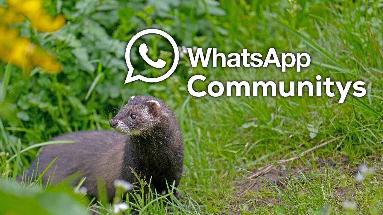 WhatsApp-Communitys: Wie du sie einrichtest und warum sie gut sind